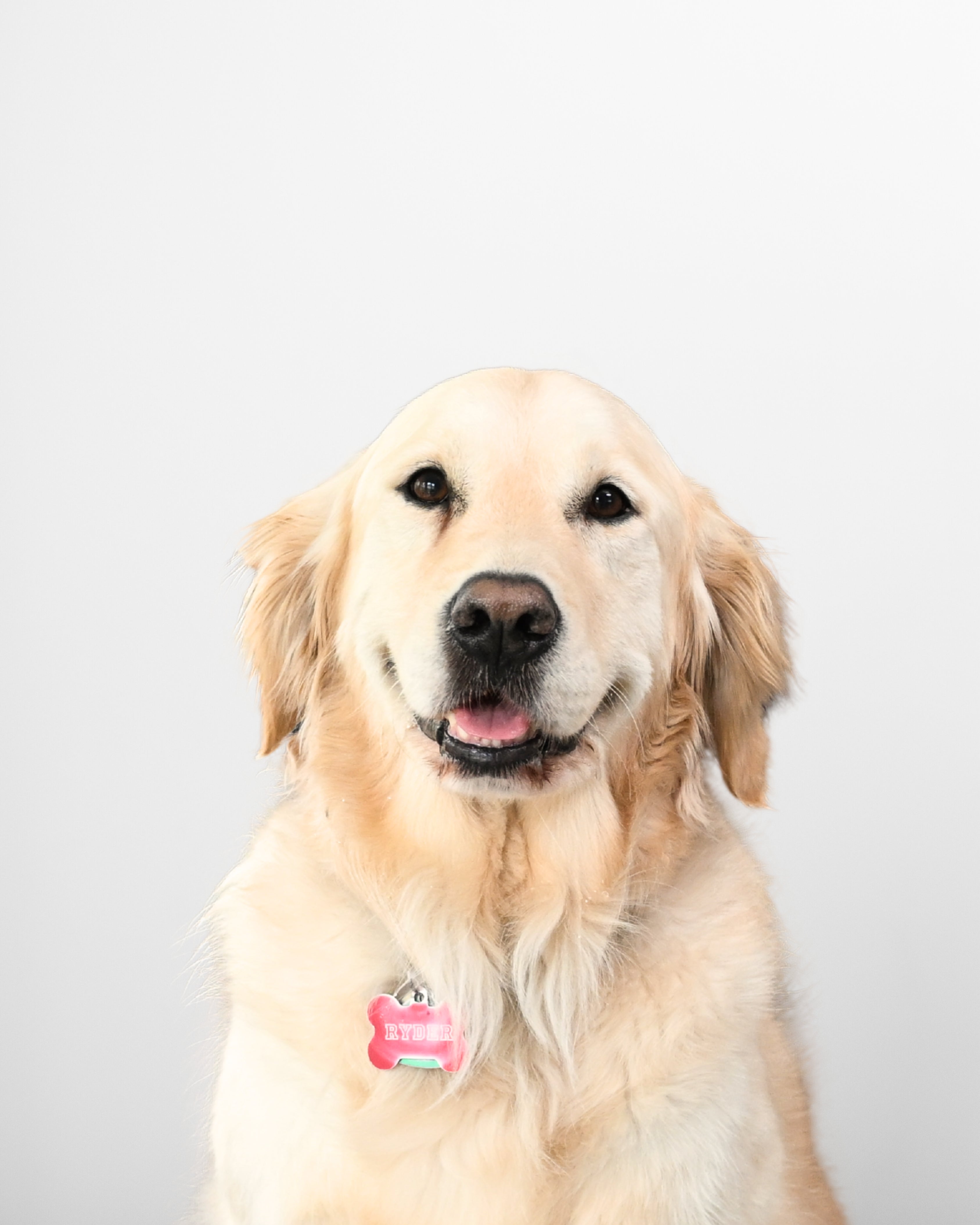 Ryder, golden retriever dog with a pink tag on a light gray background