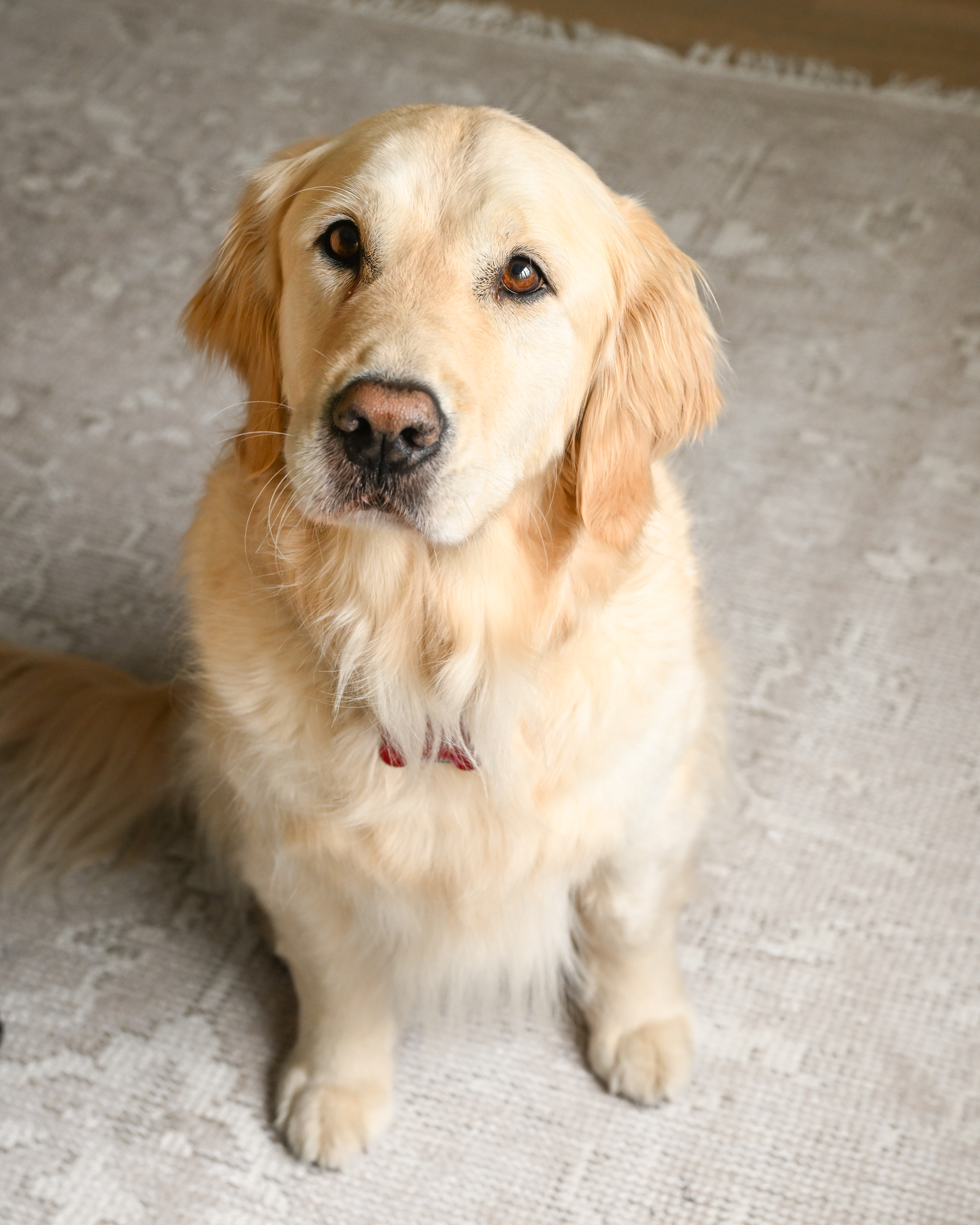 Golden retriever sitting on a textured surface